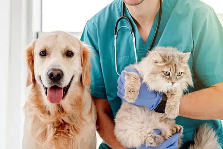 Cim Noroeste estrutura Serviço Móvel de Castração Animal e coloca à disposição dos municípios